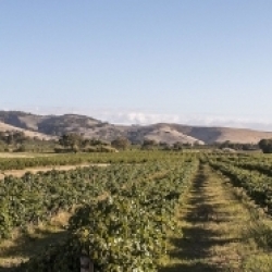 A vineyard in the Barossa Valley