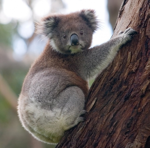 Koala D