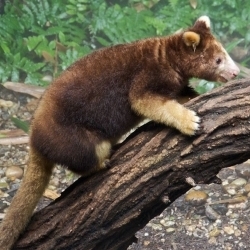 Tree-kangaroo