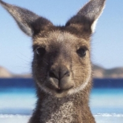 Macropods