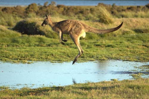 hopping