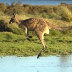 hopping