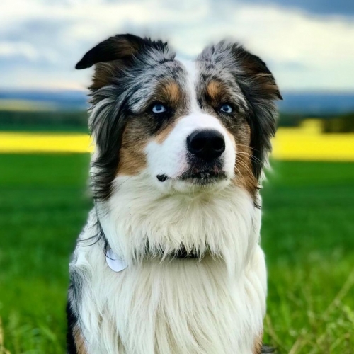 autralienshepherd_nemo