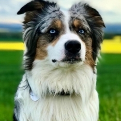 autralienshepherd_nemo